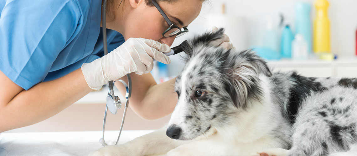 Technicienne osculant l'oreille d'un chien